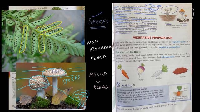 STD 5 - SCIENCE - CH 1 - REPRODUCTION IN PLANTS - REPRODUCTION THROUGH SPORES смотреть онлайн
