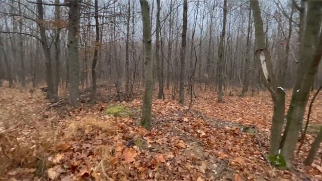 Беги, косой, беги!!! Выпуск зайца русака в природу. смотреть онлайн
