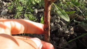 Горький дикий миндаль - результат выращивания. Прививка персика на миндаль