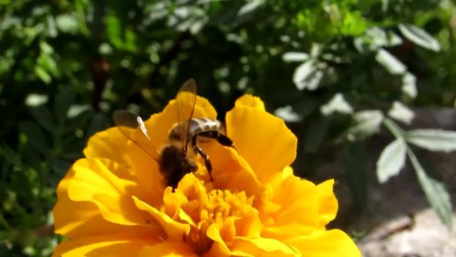 Яркая жизнь насекомых смотреть онлайн