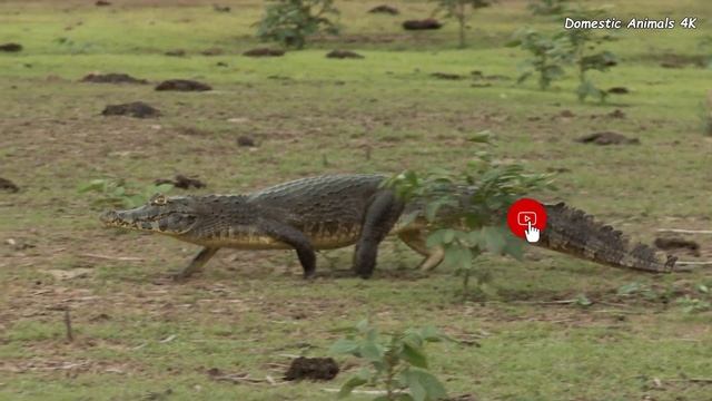 Funny Domestic Animal Moments In Peaceful: Koala Bear, Parrot, Chicken, Rabbit | Cute Little Animal смотреть онлайн