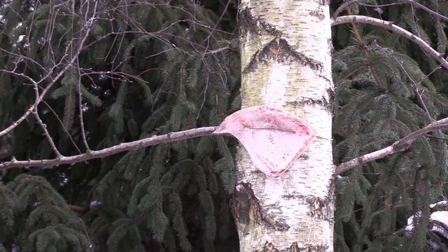 КАК СОЙКА МЯУКАЕТ НА КОРМУШКЕ/ ЛЕСНАЯ ПТИЦА СОЙКА КРУПНЫМ ПЛАНОМ смотреть онлайн