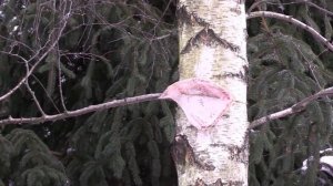 КАК СОЙКА МЯУКАЕТ НА КОРМУШКЕ/ ЛЕСНАЯ ПТИЦА СОЙКА КРУПНЫМ ПЛАНОМ