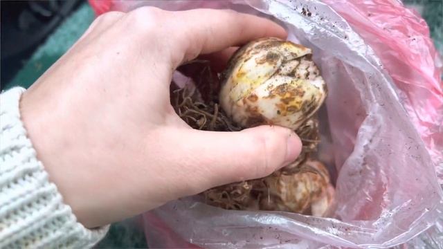 декор для дома , новые саженцы, садовые дела ? Апрельский влог ?