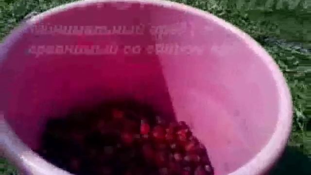 Комбайн для клюквы "ТОРОПУШКА" смотреть онлайн