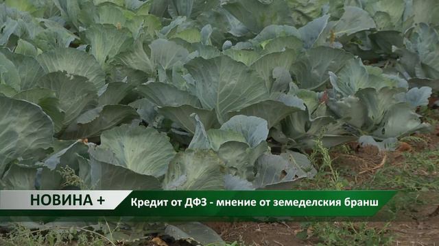 Новина плюс: Кредит от ДФЗ - мнение от земеделския бранш, автор: Камелия Карадочева смотреть онлайн