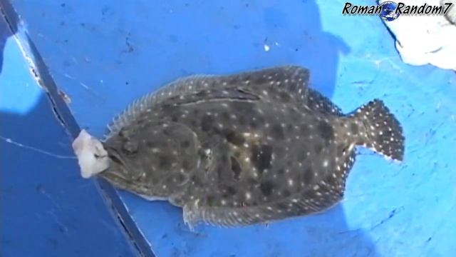 Моя первая камбала, My first small flounder смотреть онлайн