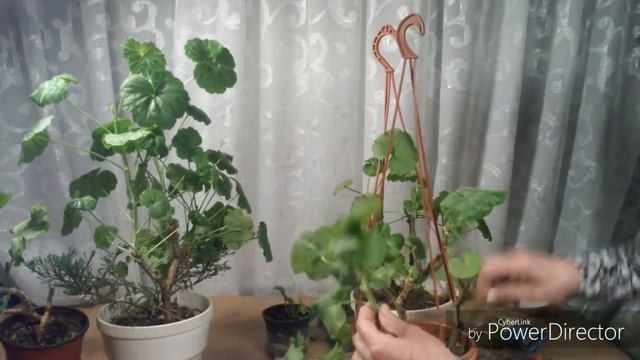 Как делать обрезку пеларгонии смотреть онлайн