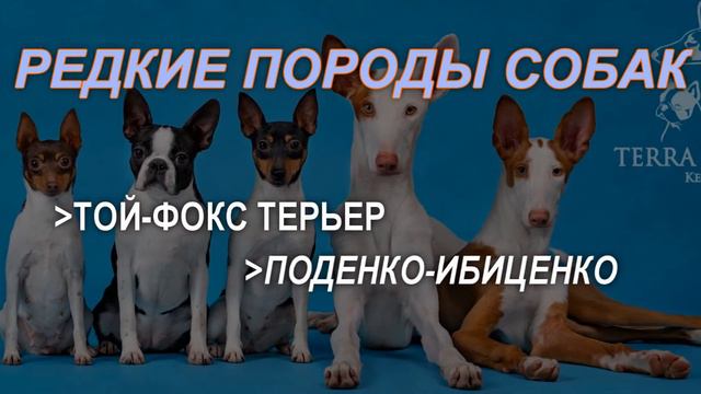 презентация TERRA BALTIKA KENNEL смотреть онлайн
