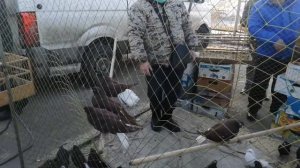 Ярмарка голубей в Туле 20.03.21 3-часть(2)