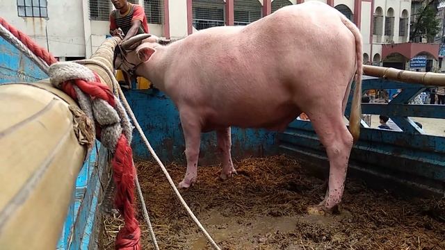 PINK Buffalo unloading || Eid Ul Adha || Cow Lovers 2k18 смотреть онлайн