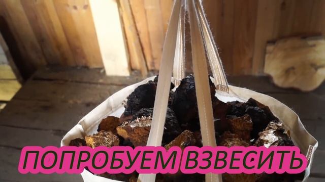 3АРАБОТОК НА СБОРЕ ЧАГИ.СКОЛЬКО МОЖНО СОБРАТЬ.И КАК СУШИТЬ. смотреть онлайн