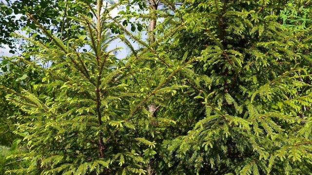 3 часа! 4К Красивое видео Распускающаяся ёлка ранним летом безмятежное Пение птиц в лесу смотреть онлайн