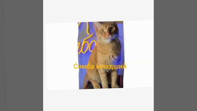 это и с Симбой младшим случилось от болезьни 😞😭😭😭😭😭😭❤️ смотреть онлайн