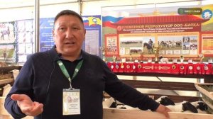 Опыт разведения калмыцких курдючных овец