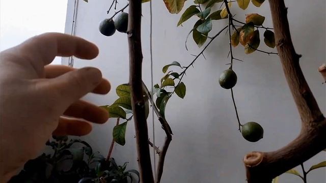 Выращивание лимона ? #лунарио в квартире. смотреть онлайн