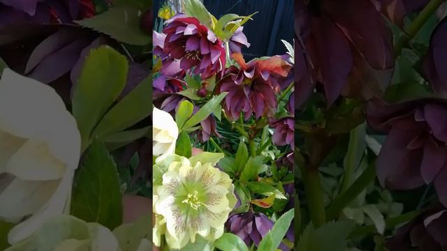 Морозники махровые в Подмосковье... Красиво цветут уже второй месяц.. Апрель-Май ❤️👍 смотреть онлайн