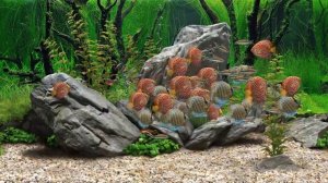 Аквариум и рыбки для детей