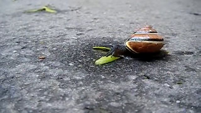 Snail - Улитка - Schnecke смотреть онлайн