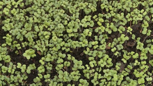 ОСЕННЯЯ ОБРАБОТКА ГРЯДОК В ТЕПЛИЦАХ. Это важно, если растения болели смотреть онлайн