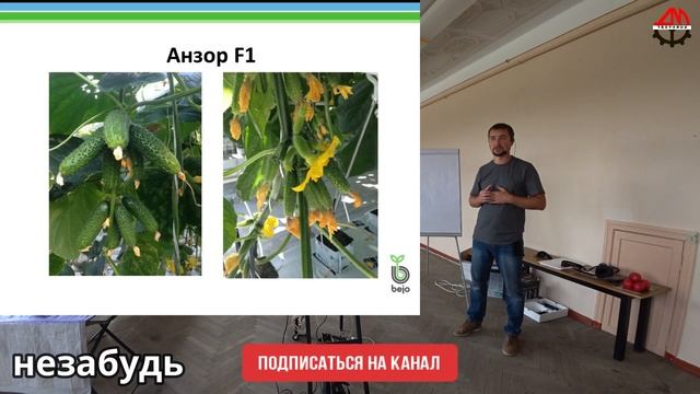 Презентация семян Bejo ОГУРЕЦ часть 1