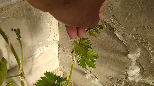 Первая подвязка винограда в теплице смотреть онлайн