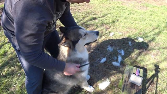 Линька маламута: как вычесать шерсть смотреть онлайн