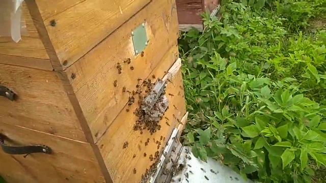 пасека перед дождем..пчела массово возвращается в улеи. смотреть онлайн