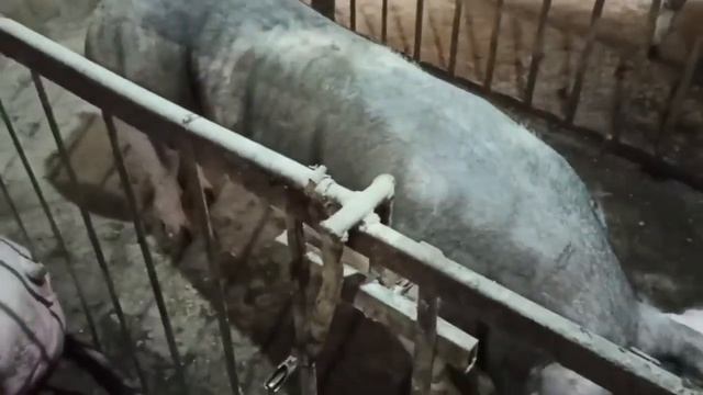Кантерятам 30 дней. Продам ПЬЕТРЕНА смотреть онлайн