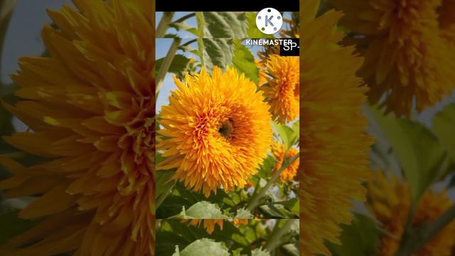 Amazing flowers garden part6 #short смотреть онлайн