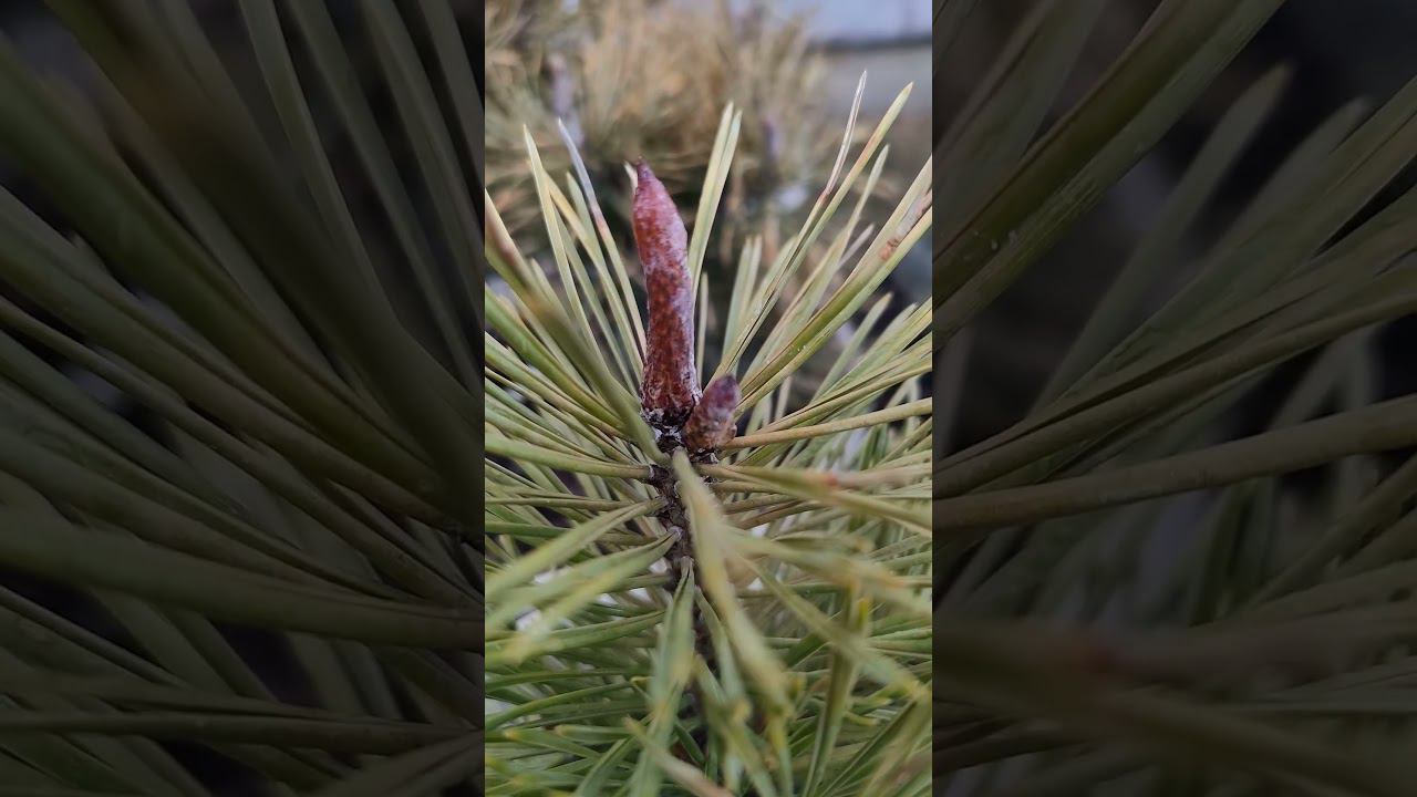 тейлор санберст. результаты зимовки