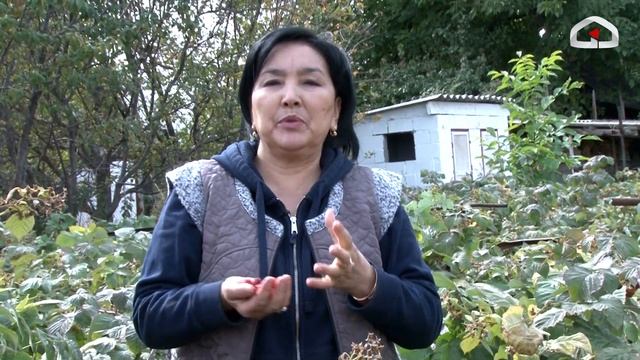 Чакан аянтка малина өстүрүп, жакшы киреше тапкан Жумагүл Сатыбалдиева смотреть онлайн
