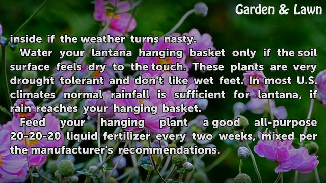 How to Care for a Hanging Basket of Lantana смотреть онлайн