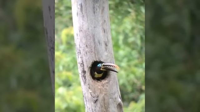 Chestnut-eared Aracari Video