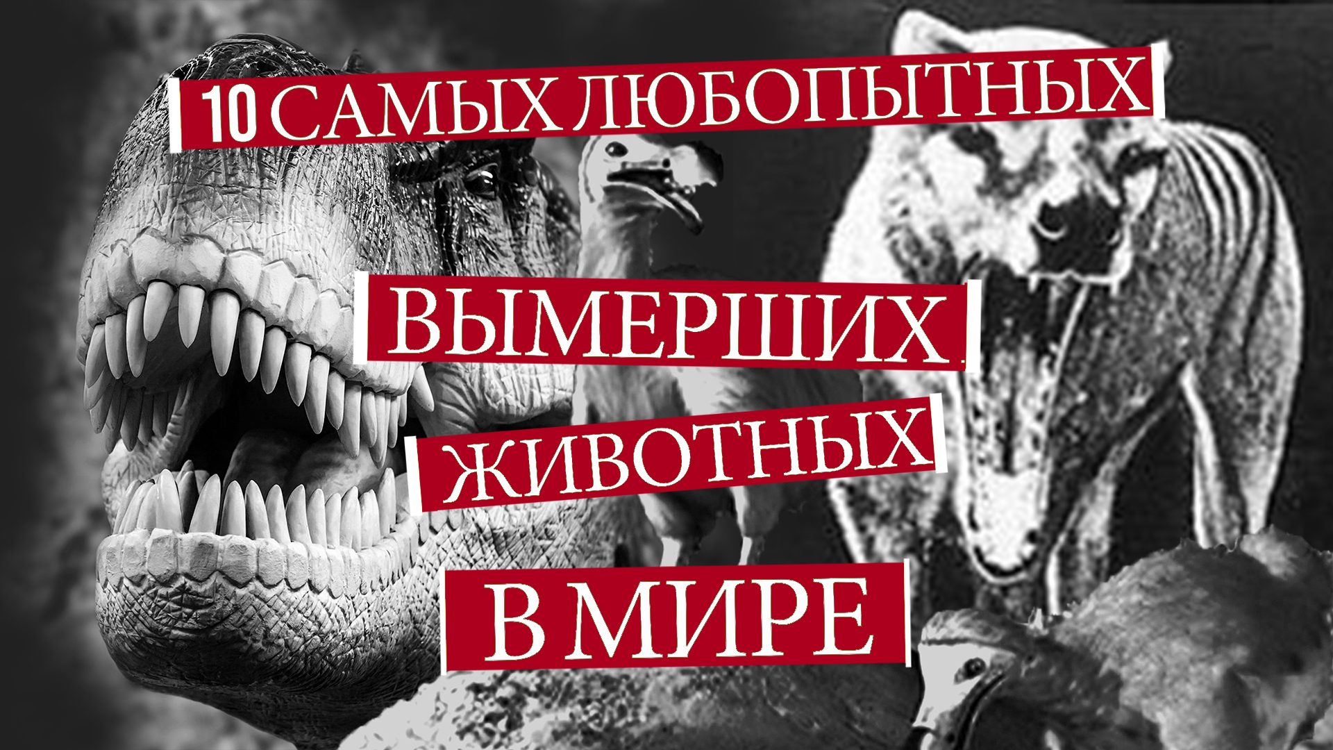 10 самых любопытных ВЫМЕРШИХ ЖИВОТНЫХ В МИРЕ! ИСЧЕЗНУВШИЕ ВИДЫ. Черная книга. Удивительное рядом смотреть онлайн