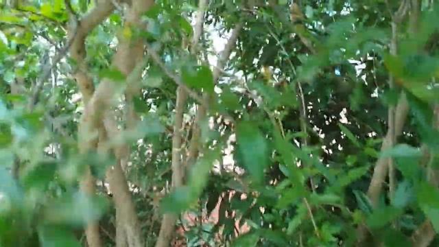 В Сочи цветет гранат. смотреть онлайн