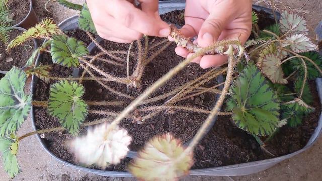 Beqoniyanın yenilənməsi və artırılması (Begonia Propagation) смотреть онлайн