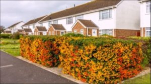 Пираканта вечнозеленый кустарник.Уход и посадка.