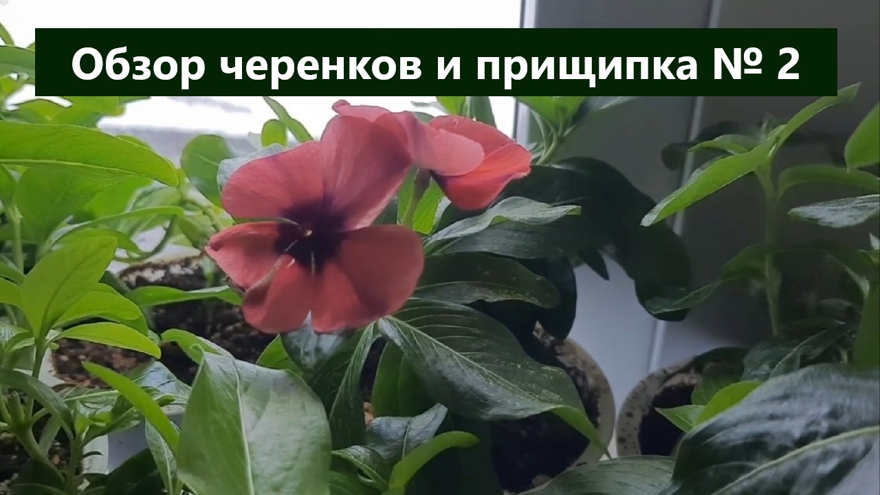 Обзор черенков и прищипка № 2 катарантуса. Важные моменты. смотреть онлайн