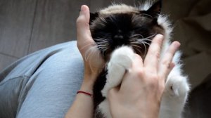 лечим десны у кота