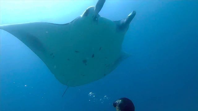 Diving in the Maldives смотреть онлайн