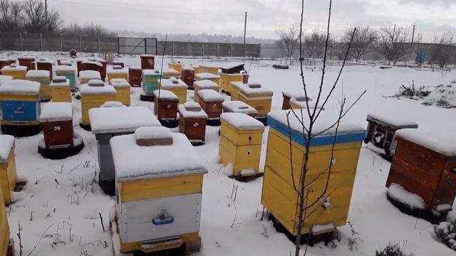 Оптовая цена на мёд 120 гривен. Цена на мед в Украине сегодня. Флешмоб 2022 года. смотреть онлайн