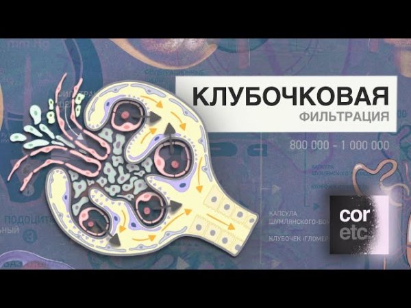 Клубочковая фильтрация