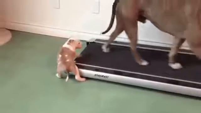 беговая дорожка смотреть онлайн