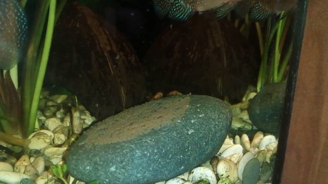 Хромис-красавец (Hemichromis bimaculatus). Нерест! смотреть онлайн