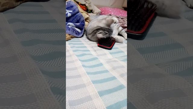 кошка расчесывает усы 👌😂 смотреть онлайн