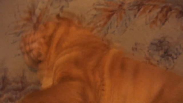 Наши любимые животные, шарпей-зубы как у акулы, пиренейская горная собака смотреть онлайн