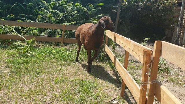 Sotiladi 95 663 44 74