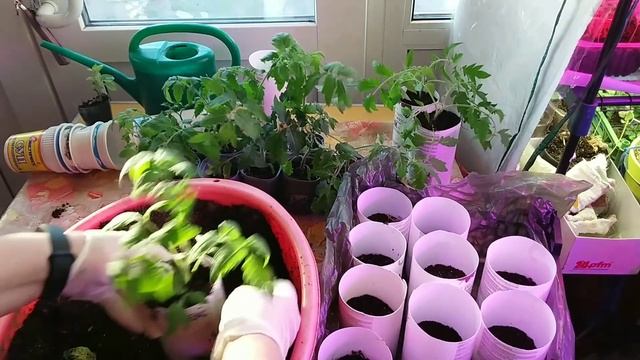 ПЕРЕВАЛКА ранних томатов- кукла,покоритель севера,Алексеевна,Катя,дынюшка. смотреть онлайн