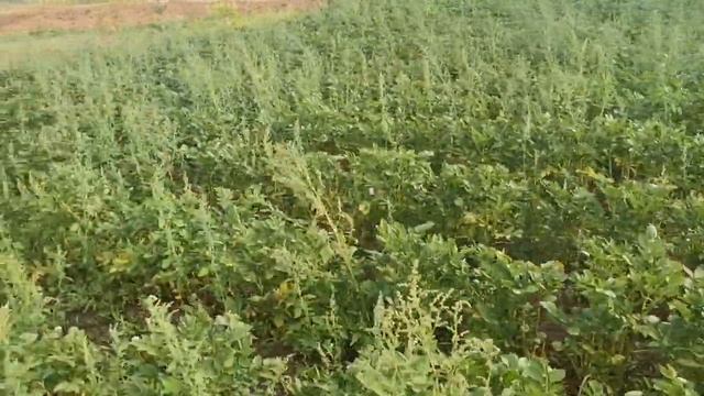 Картофель САРПО МИРА, будут ли клубни в этом году? Сорт картофеля полностью устойчивый к фитофторе! смотреть онлайн